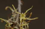 American witch-hazel